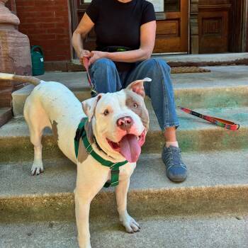 Softy -  Pit Bull Terrier Dog for Adoption in Chicago, Illinois - Softy | PetCurious