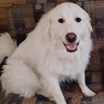 Clyde -  Great Pyrenees Dog for Adoption in Pocatello, Idaho - Clyde | PetCurious
