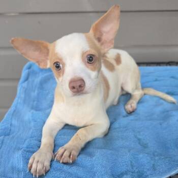 Rescue Jack Russell Terrier and Chihuahua Dogs for Adoption in West Islip, New York - Colt | PetCurious