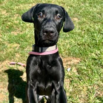 Labrador Retriever and Mixed Breed Dogs Available for Adoption - Nyx | PetCurious