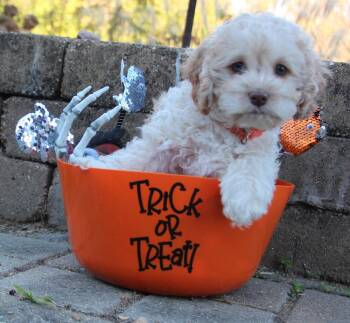 Halloween Town Ghouls: Witchy -  Cocker Spaniel and Poodle Dog for Adoption in Aurora, Indiana - Halloween Town Ghouls: Witchy | PetCurious