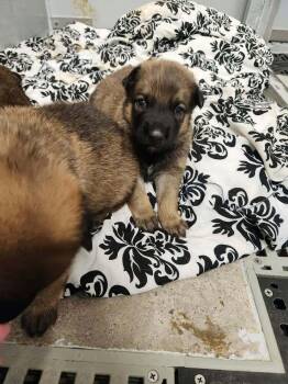 Pumpkins Litter Persimmon - Located in SC -  Belgian Shepherd Malinois Dog for Adoption in Imlay City, Michigan - Pumpkins Litter Persimmon - Located In SC | PetCurious