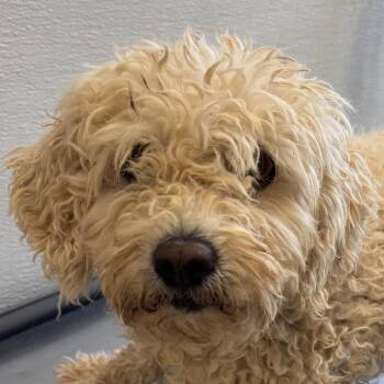 Teddy -  Mixed Breed Dog for Adoption in Las Cruces, New Mexico - Teddy | PetCurious