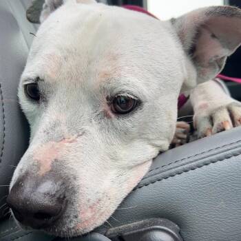 American Staffordshire Terrier Dogs Available for Adoption - Ollie | PetCurious