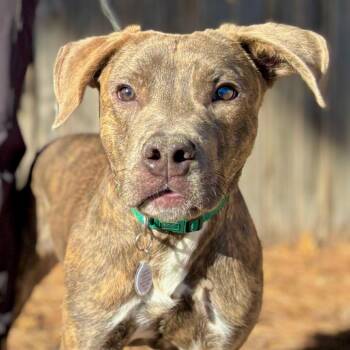 Pit Bull Terrier and Mixed Breed Dogs Available for Adoption in Midland, Texas - Topper | PetCurious