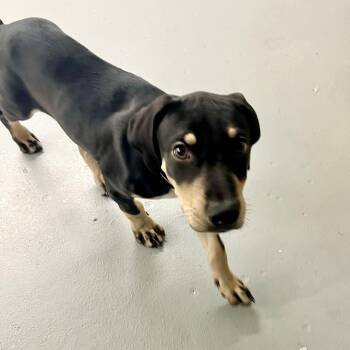Diego -  Mixed Breed Dog for Adoption in Groveland, Massachusetts - Diego | PetCurious