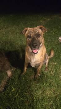 Rescue German Shepherd Dog Dogs for Adoption in Harlingen, Texas - MISTY | PetCurious