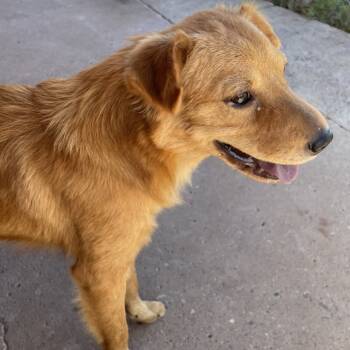 Rescue Schnauzer Dogs for Adoption in Calverton, New York - Asha | PetCurious