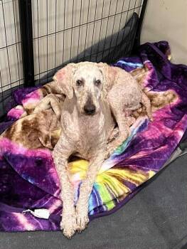 Rescue Standard Poodle Dogs for Adoption in Wanaque, New Jersey - Mona | PetCurious
