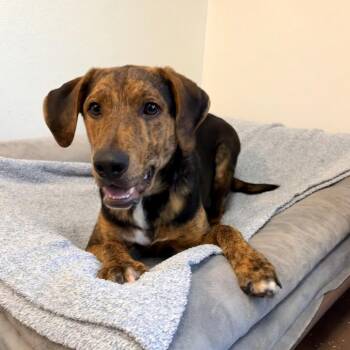 Yogi Bear -  Hound Dog for Adoption in Belleville, Illinois - Yogi Bear | PetCurious
