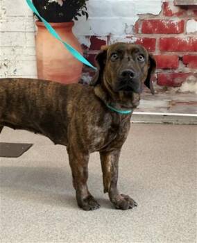 Dachshund and Pit Bull Terrier Dogs Available for Adoption in San Bernardino, California - CLAUDIA | PetCurious