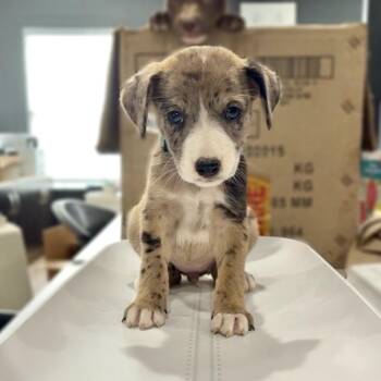 Jigsaw -  Australian Shepherd and Catahoula Leopard Dog Dog for Adoption in Livingston, Texas - Jigsaw | PetCurious