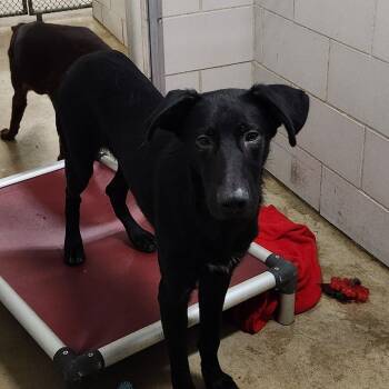Midnight -  Mixed Breed Dog for Adoption in Walker, Michigan - Midnight | PetCurious