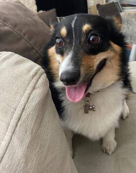 Gigi -  Corgi Dog for Adoption in Garland, Texas - Gigi | PetCurious