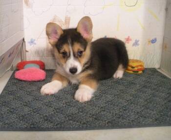 Pembroke Welsh Corgi Puppies -  Pembroke Welsh Corgi Dog for Adoption in Atlanta, Georgia - Pembroke Welsh Corgi Puppies | PetCurious