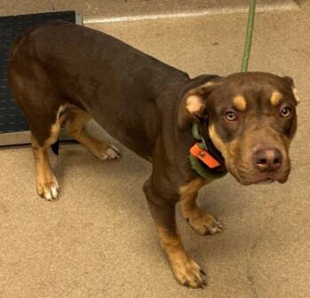 Rescue Mixed Breed Dogs for Adoption in Chamblee, Georgia - Cosma | PetCurious