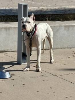 Rescue Dogo Argentino and Mixed Breed Dogs for Adoption in Fort Worth, Texas - Kendella | PetCurious
