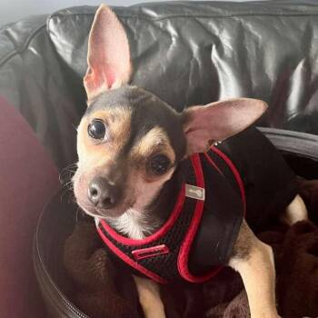 Chihuahua Dogs Available for Adoption in Yonkers, New York - Rooney | PetCurious