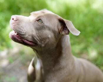 Rescue American Staffordshire Terrier Dogs for Adoption in Mooresville, North Carolina - Zara | PetCurious