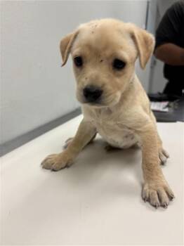 REMY -  Chihuahua Dog for Adoption in Corpus Christi, Texas - REMY | PetCurious