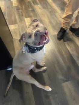 Ace -  Pit Bull Terrier and Mixed Breed Dog for Adoption in South Bend, Indiana - Ace | PetCurious