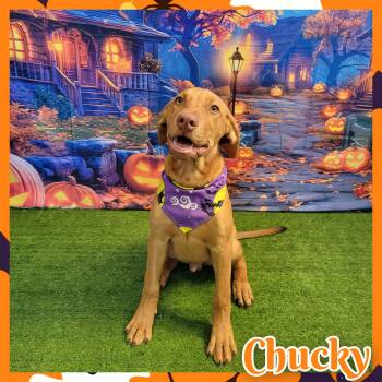 Chucky -  Hound Dog for Adoption in Daingerfield, Texas - Chucky | PetCurious