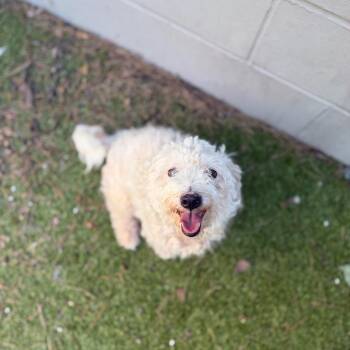 Dolly -  Bichon Frise and Mixed Breed Dog for Adoption in Medford Lakes, New Jersey - Dolly | PetCurious