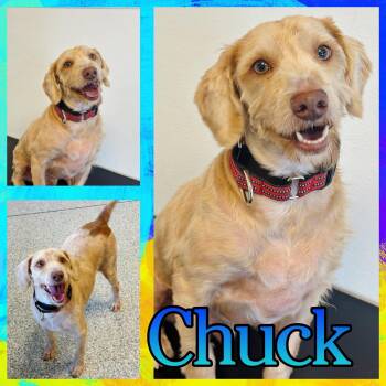 Chuck -  Goldendoodle and Cockapoo Dog for Adoption in Hatfield, Pennsylvania - Chuck | PetCurious