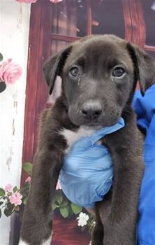 Pit Bull Terrier and Mixed Breed Dogs Available for Adoption in San Bernardino, California - LIZZIE | PetCurious