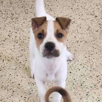 Eerie -  Mixed Breed Dog for Adoption in Fenton, Michigan - Eerie | PetCurious