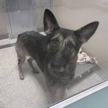 Kia (26-265) -  German Shepherd Dog Dog for Adoption in New Ringgold, Pennsylvania - Kia (26-265) | PetCurious