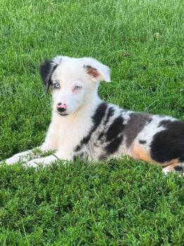 Opossum -  Australian Shepherd Dog for Adoption in Brazil, Indiana - Opossum | PetCurious