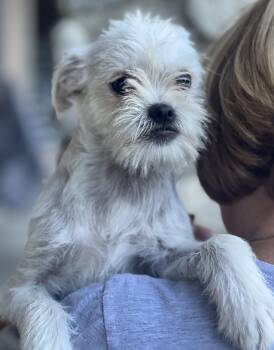 MONKEY -  Terrier and Pug Dog for Adoption in Los Angeles, California - MONKEY | PetCurious