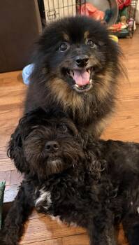 Rescue Mixed Breed Dogs for Adoption in Voorhees Township, New Jersey - Daisy | PetCurious