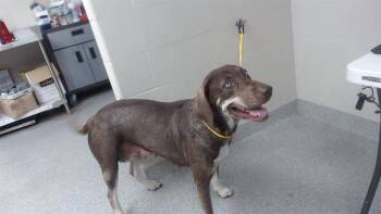 Rescue Labrador Retriever and Mixed Breed Dogs for Adoption in Pasadena, Texas - MARIGOLD | PetCurious