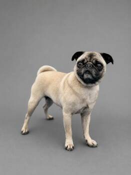 LouLou -  Pug Dog for Adoption in Hardeeville, South Carolina - LouLou | PetCurious