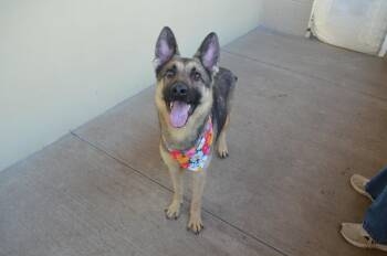 Frazzle -  German Shepherd Dog Dog for Adoption in Mckinney, Texas - Frazzle | PetCurious