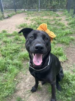Rescue Labrador Retriever Dogs for Adoption in Coldwater, Michigan - Analia | PetCurious