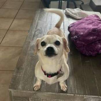 Rescue Terrier and Chihuahua Dogs for Adoption in Homestead, Florida - Molly Bravo | PetCurious