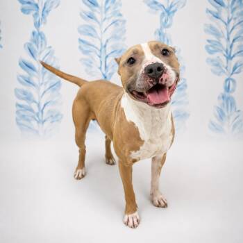 Meatball -  Pit Bull Terrier Dog for Adoption in Morganton, North Carolina - Meatball | PetCurious