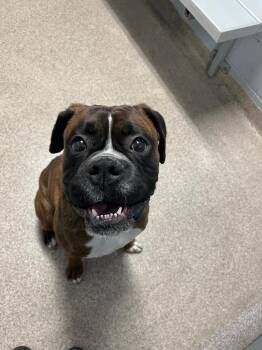 Boxer Dogs Available for Adoption in Troy, Ohio - Winston | PetCurious