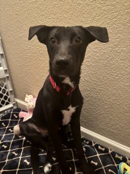 Rescue Black Labrador Retriever and Mixed Breed Dogs for Adoption in Glendale, Arizona - Lego | PetCurious