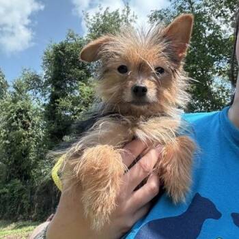 Little One -  Yorkshire Terrier Dog for Adoption in Philadelphia, Pennsylvania - Little One | PetCurious