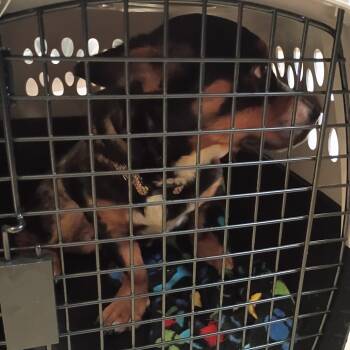 Mixed Breed Dogs Available for Adoption in Columbus, Georgia - 05/29/2026-Stray-6thAvenue | PetCurious