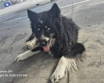 Husky Dogs Available for Adoption in San Antonio, Texas - TRUNKS | PetCurious