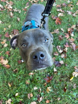 Rescue Pit Bull Terrier Dogs for Adoption in Crete, Illinois - Beans | PetCurious