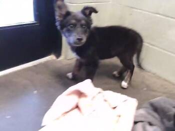 German Shepherd Dog and Mixed Breed Dogs Available for Adoption - PAULA | PetCurious