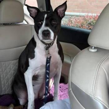Mixed Breed Dogs Available for Adoption in Madison, Wisconsin - Susie | PetCurious