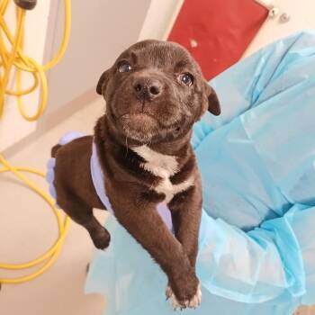 Pit Bull Terrier Dogs Available for Adoption in Chattanooga, Tennessee - Izzy | PetCurious