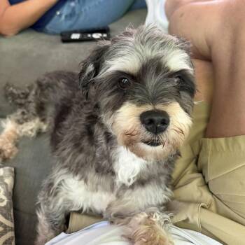 Shih Tzu and Schnauzer Dogs Available for Adoption in Rockville, Maryland - Solo | PetCurious